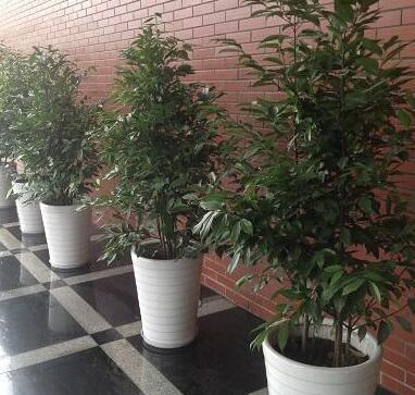 重庆植物租赁 绿化对人们的重要性及房屋租赁融合之道